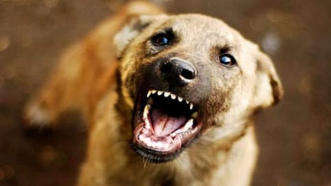 dog attack