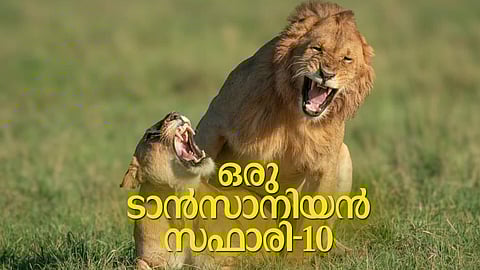 ''അക്കേഷ്യ മരങ്ങളില് കയറിയിരുന്നു കിളികള് പ്രഭാതവന്ദനം പാടുന്നു. ഒരു കൂട്ടം ജിറാഫുകള് പുള്ളിക്കൊടികളുയര്ത്തി ജാഥ തുടങ്ങി''