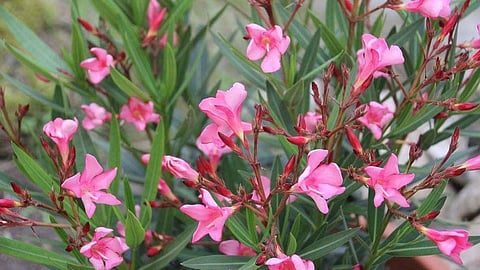 അരളിപ്പൂ