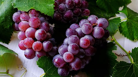 പർപ്പിൾ നിറത്തിലുള്ള പഴങ്ങള്