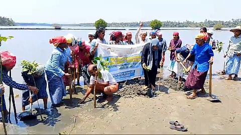 തൊഴിലുറപ്പ് തൊഴിലാളികള് കണ്ടല്ച്ചെടികള് വെച്ചുപിടിപ്പിക്കുന്നു