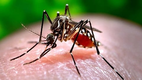 Due to the possibility of dengue fever