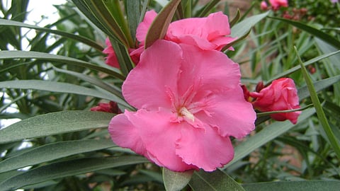 no arali flower in nivedyam