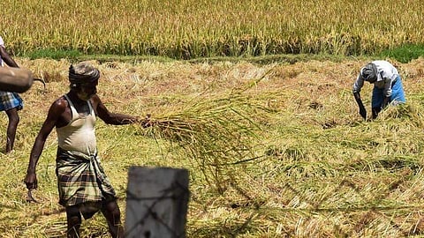 വരള്ച്ചയില് 257 കോടിയുടെ കൃഷിനാശം, കൂടുതല് നഷ്ടം ഇടുക്കിയില്; കേന്ദ്രസഹായം തേടും