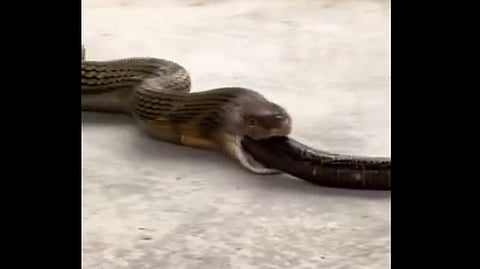 king cobra