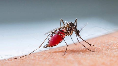 west nile fever has been confirmed