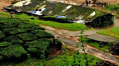 Labor department issued guidelines for inspection in plantation sector