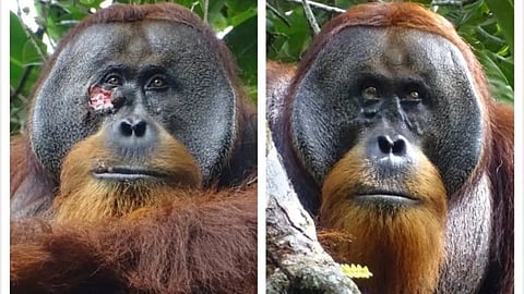 Orangutan