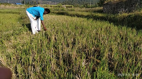 Crop losses due to wild animal attacks will be covered under the Pradhan Mantri Fasal Bima Yojana