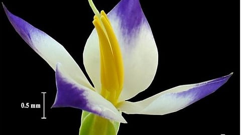 എം.ടി പറഞ്ഞത് ശാസ്ത്രം തെളിയിച്ചു;
കണ്ണാന്തളിപ്പൂക്കള്ക്ക്
പുന്നെല്ലിന്റെ മണമാണോ?