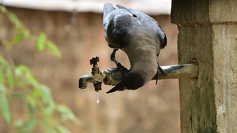 Kenyan government to kill millions of indian crows