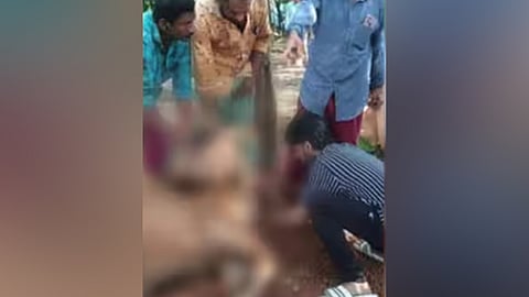 Kollam cows died