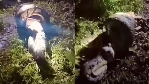 Giant python swallows pet dog in pathanamthitta