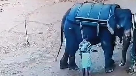 elephant attack dead in edukki