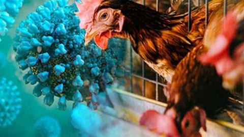 പക്ഷിപ്പനി ബാധിച്ച് ആദ്യമനുഷ്യമരണം; മെക്സിക്കോയില്  59കാരന് മരിച്ചു; ജാഗ്രത