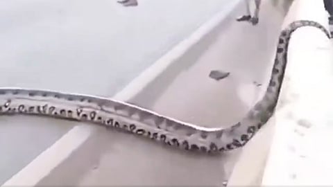 Anaconda Crosses Brazil Road