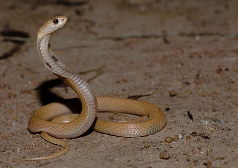 Drunk' woman throws snake at bus conductor
