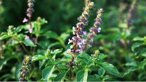 tulsi water for weight loss