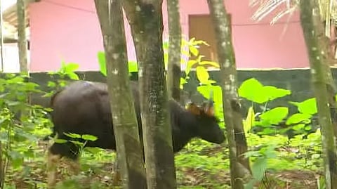 ടെക്നോസിറ്റിയില് ഇറങ്ങിയ കാട്ടുപോത്തിനെ മയക്കുവെടിവെച്ചു