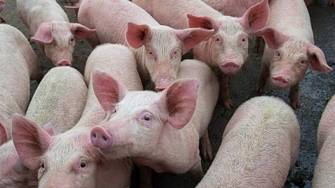 African swine fever in Thrissur