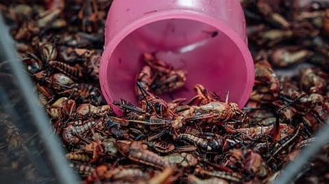 Singapore approves 16 insects for human consumption