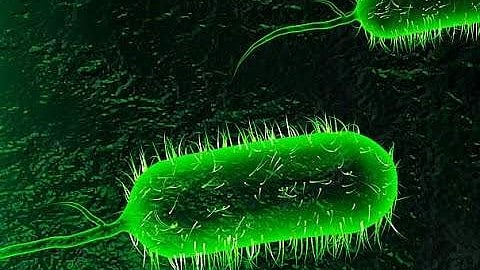 what is cholera?, what are the symptoms