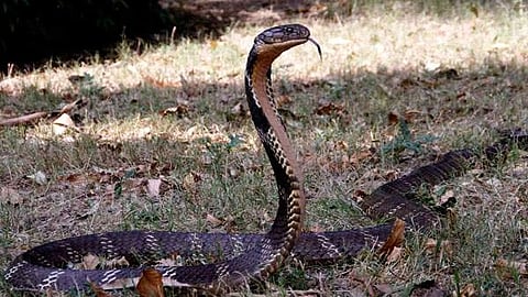 Rs 11.26 crore snakebite death scam unearthed in Madhya Pradesh's Seoni