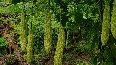 bitter gourd