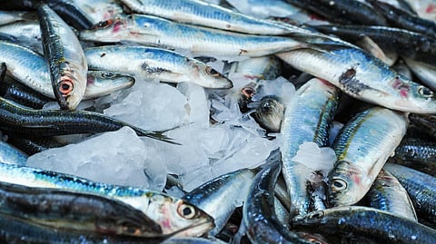 Kerala recorded a marginal 4% decline in marine fish landings in 2024