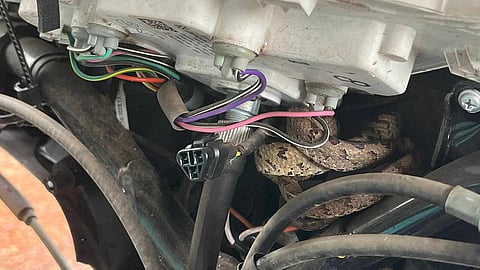 SNAKE FOUND IN SCOOTER