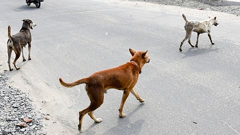 Buried Alive By 4 Men, Saved By Stray Dogs Who Dug Him Up