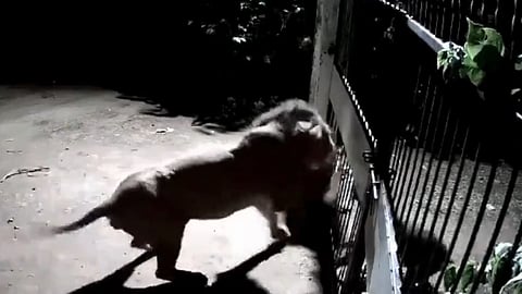 Dogs VS Lions fight