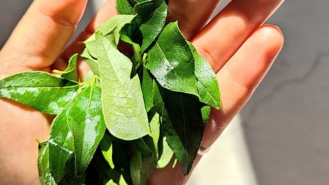 CURRY LEAVES