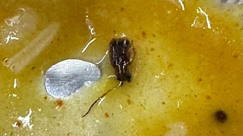 Cockroach In Dal Served On Vande Bharat