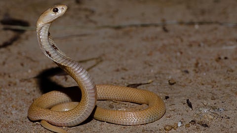 Man Kills Wife With Snake Venom