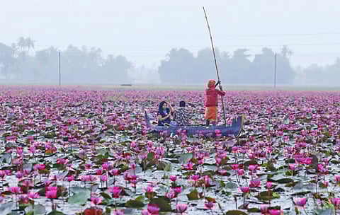 Malarikkal,Waterlily ,