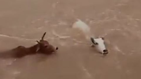 cows being thrown into a swollen river in Satna district of Madhya Pradesh