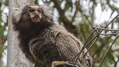 marmoset monkeys