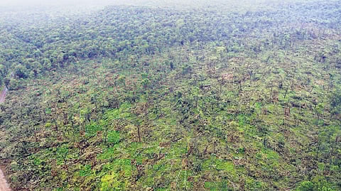 1,00,000 trees uprooted by rare weather event in Telangana