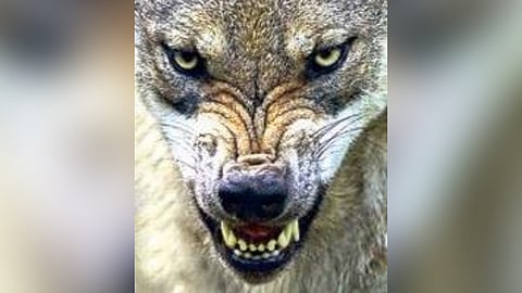 Revenge tendency among wolves behind spate of attacks in UP's Bahraich