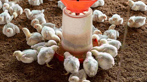chicken farm