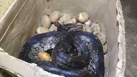 8-foot long python was found inside a potato box in hotel