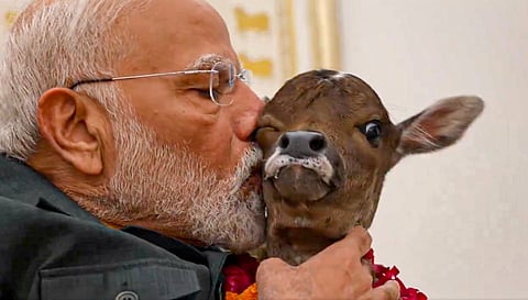 new calf born at the Prime Minister's residence