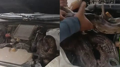 Seven-Foot-Long Python Found Inside Car Bonnet in UP