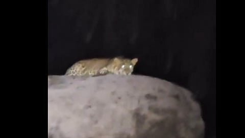 Leopard in vettilappara plantation tourists take pictures, video