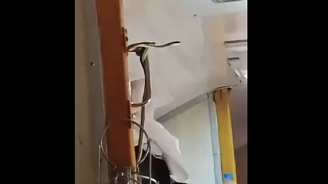 watch: Snake found on Jabalpur-Mumbai Garib Rath Express