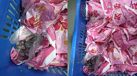 Video shows mice on prasad packets of Siddhivinayak temple; probe launched