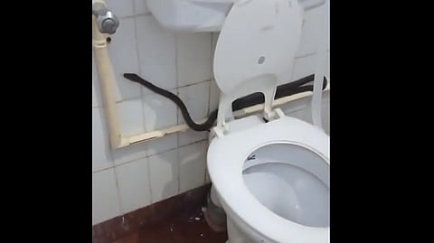 SNAKE FOUND AT KANNUR MEDICAL COLLEGE