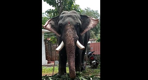 kuttankulangara sreenivasan