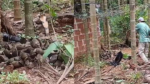 king cobra found kasargod house